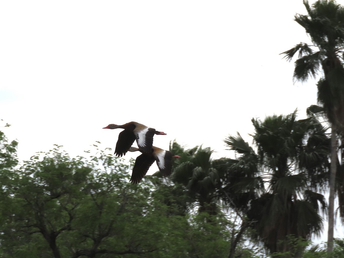 Black-bellied Whistling-Duck - ML615998466