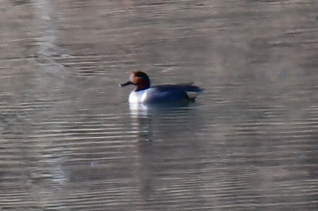 Green-winged Teal - ML615998505