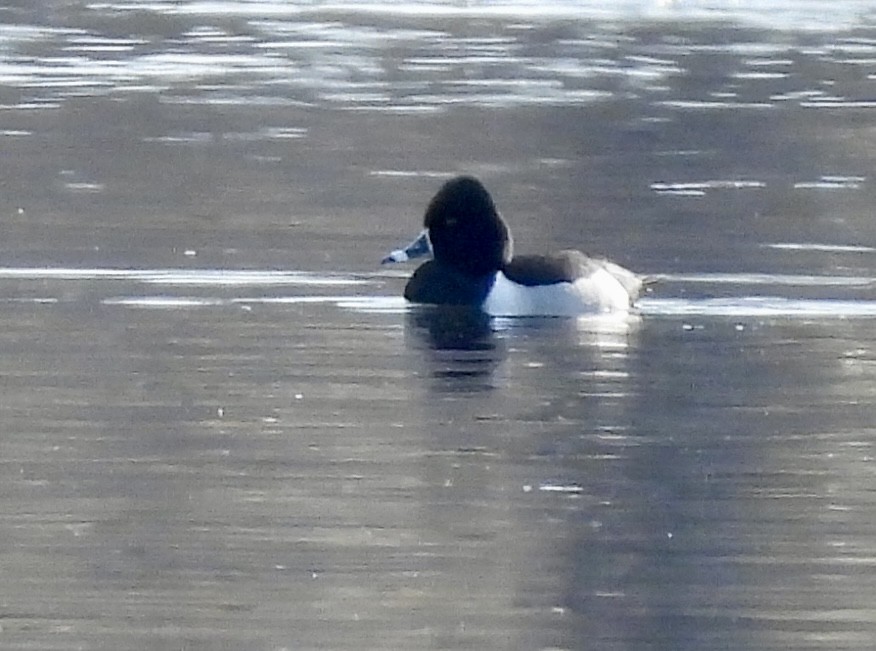 Ring-necked Duck - ML615998518