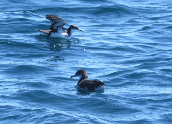 Manx Shearwater - Estanislao Mongelós