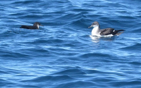 Manx Shearwater - Estanislao Mongelós