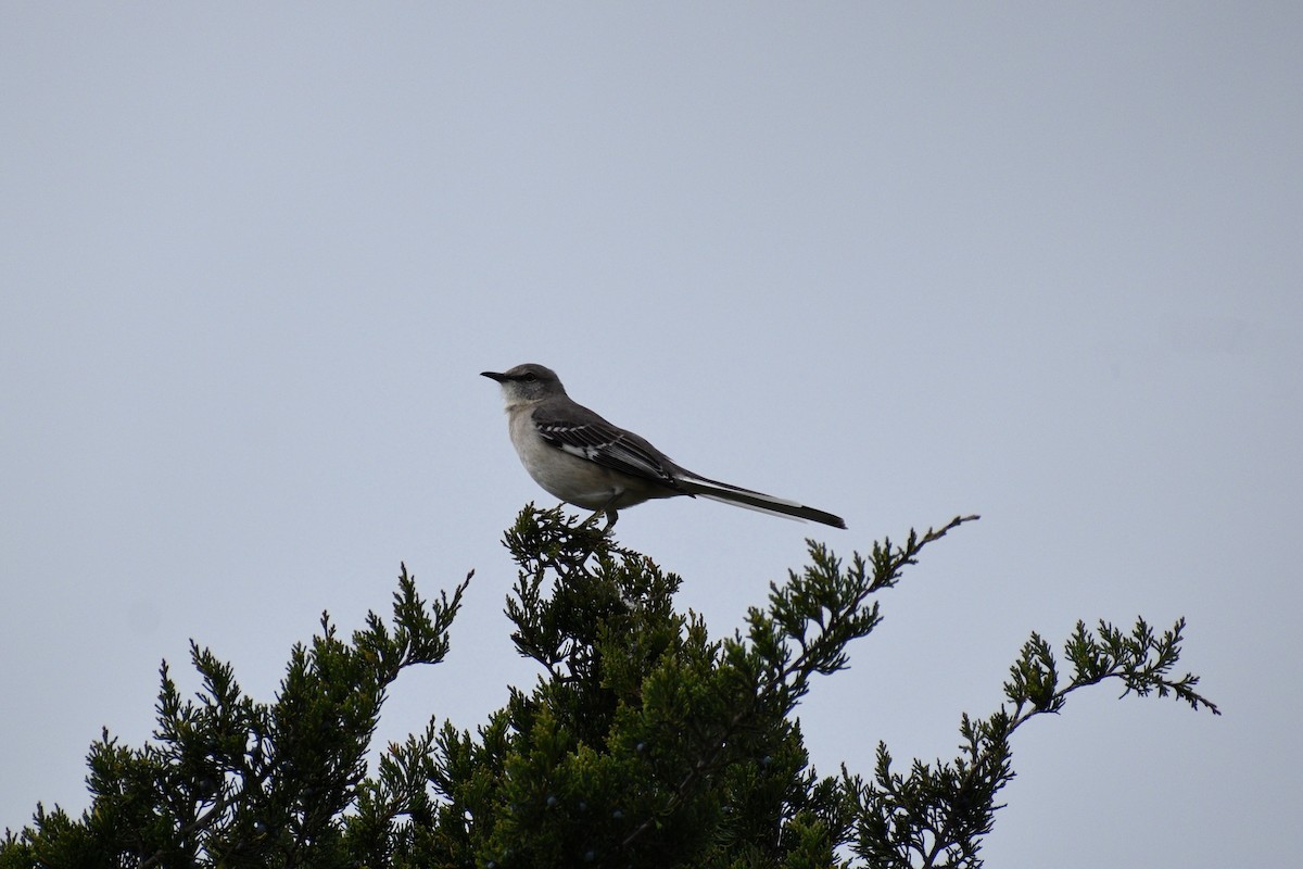 Northern Mockingbird - ML615998570
