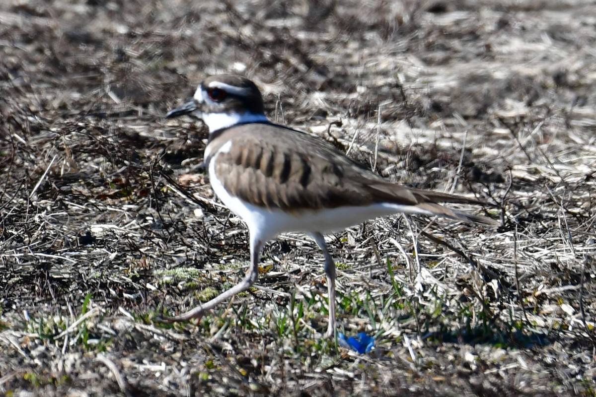 Killdeer - ML615998571