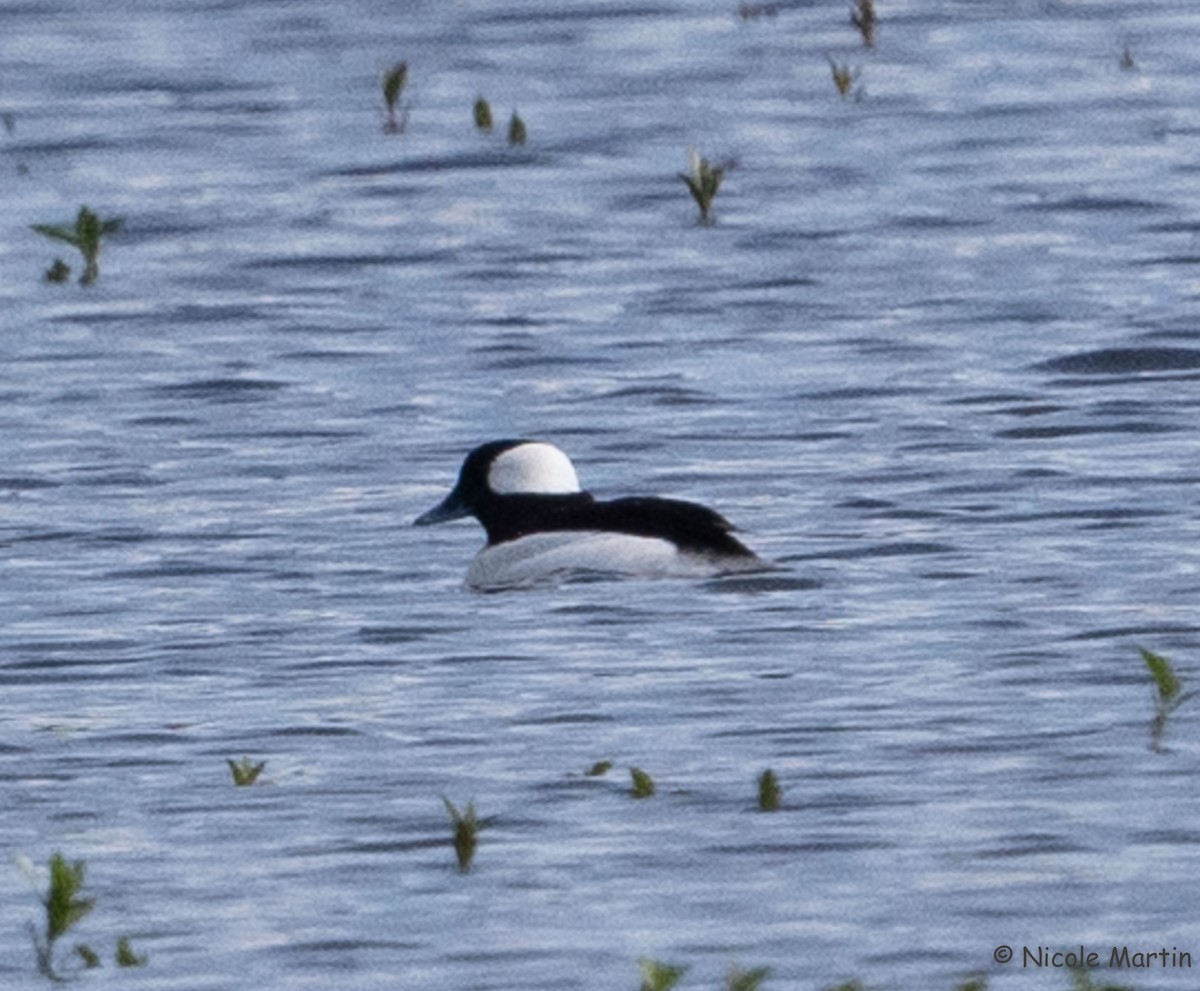 Bufflehead - ML615998574