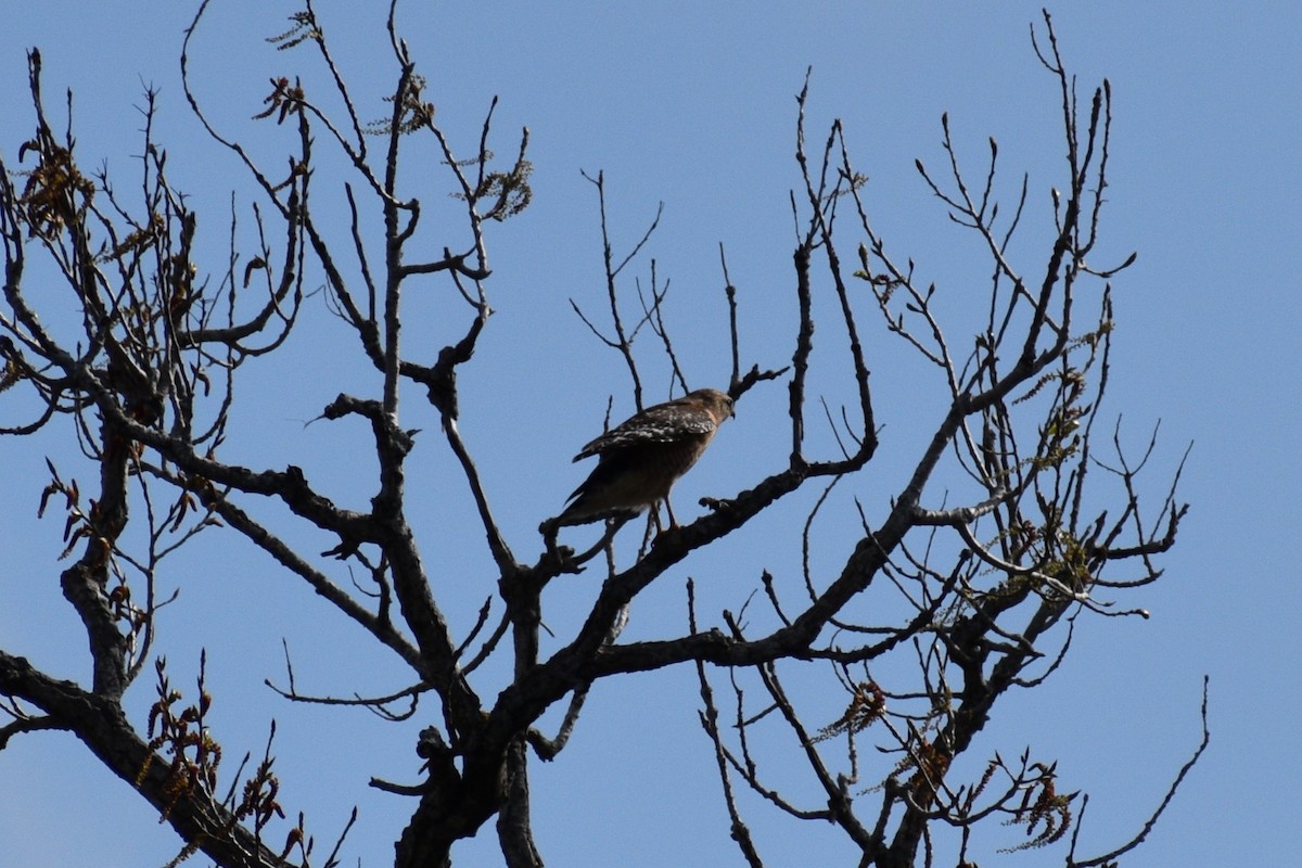 Red-shouldered Hawk - ML615998659
