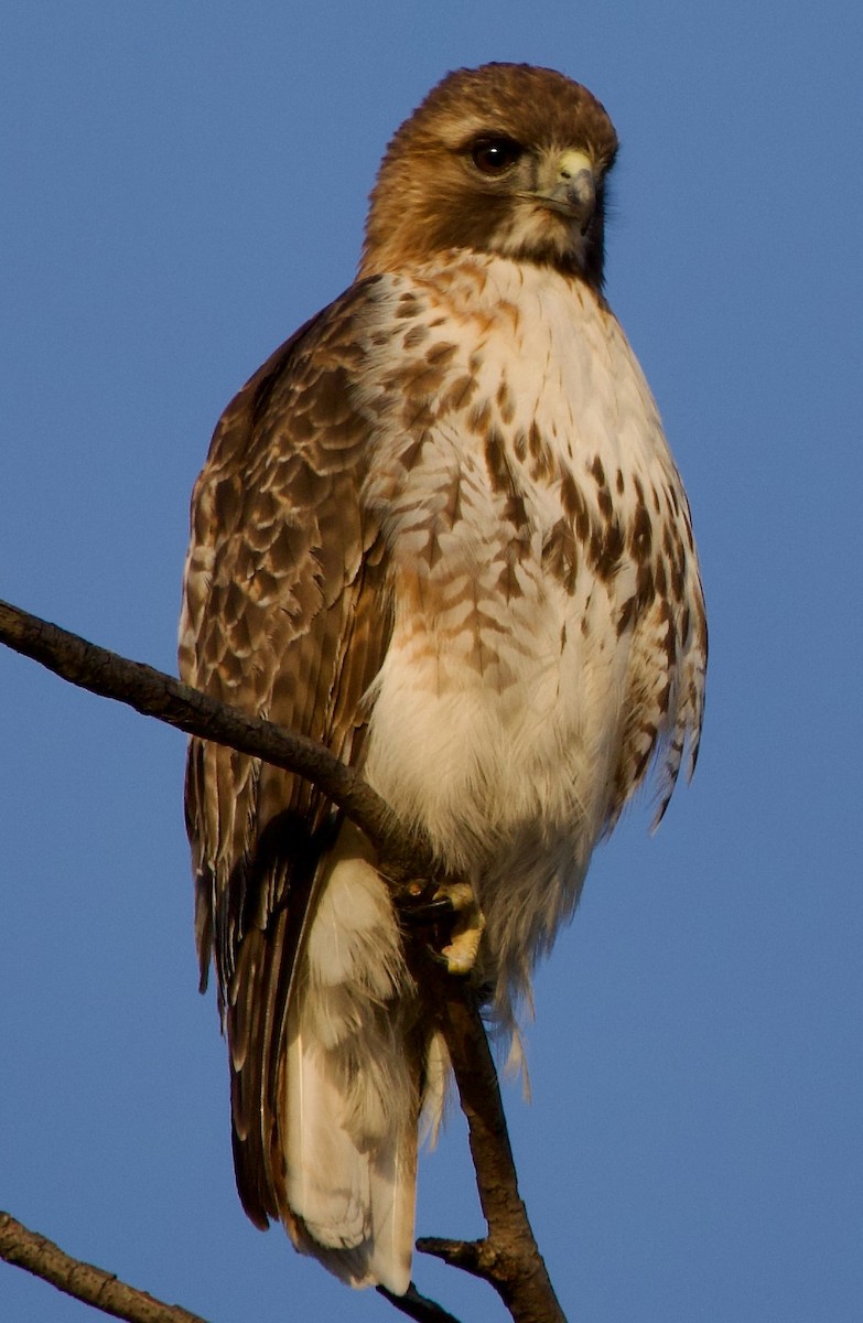 Red-tailed Hawk - ML615998665