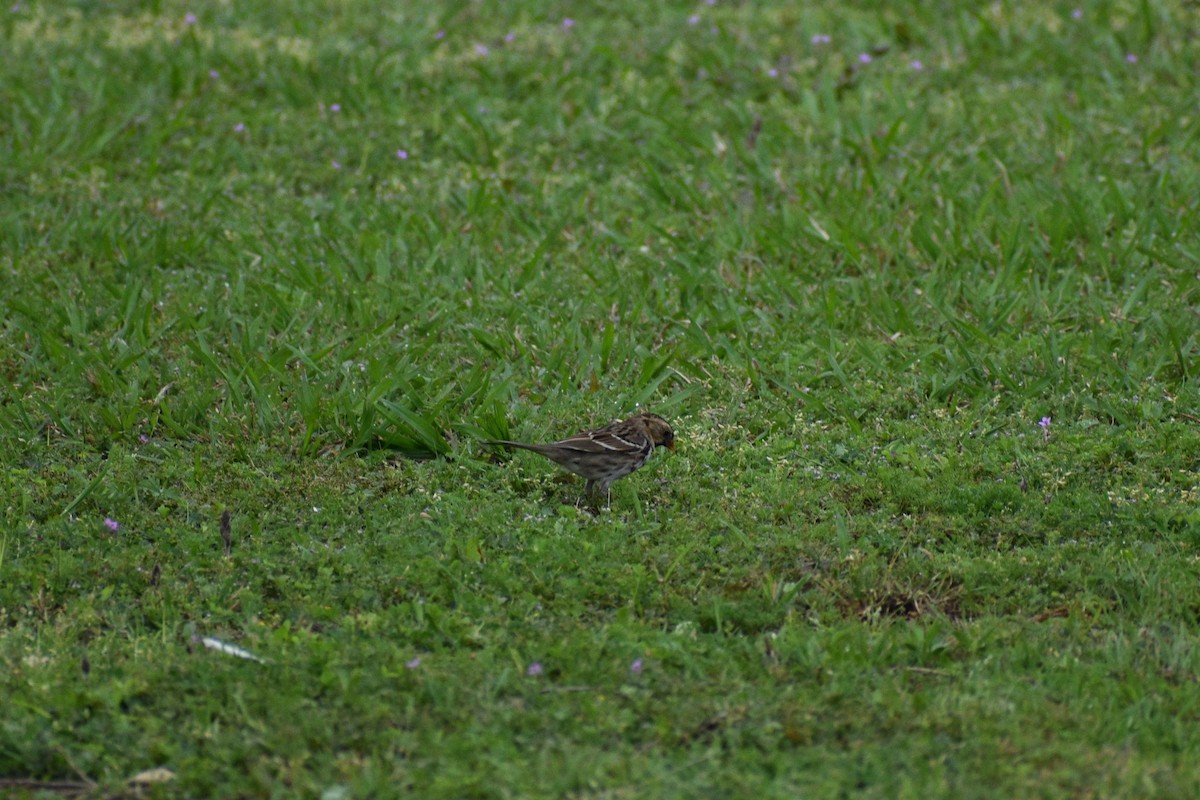 Harris's Sparrow - ML615998684