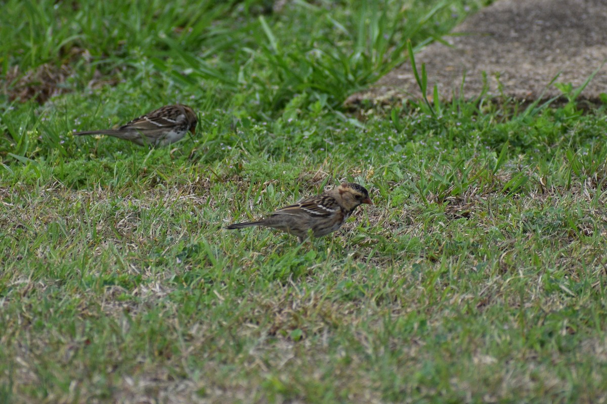 Harris's Sparrow - ML615998685