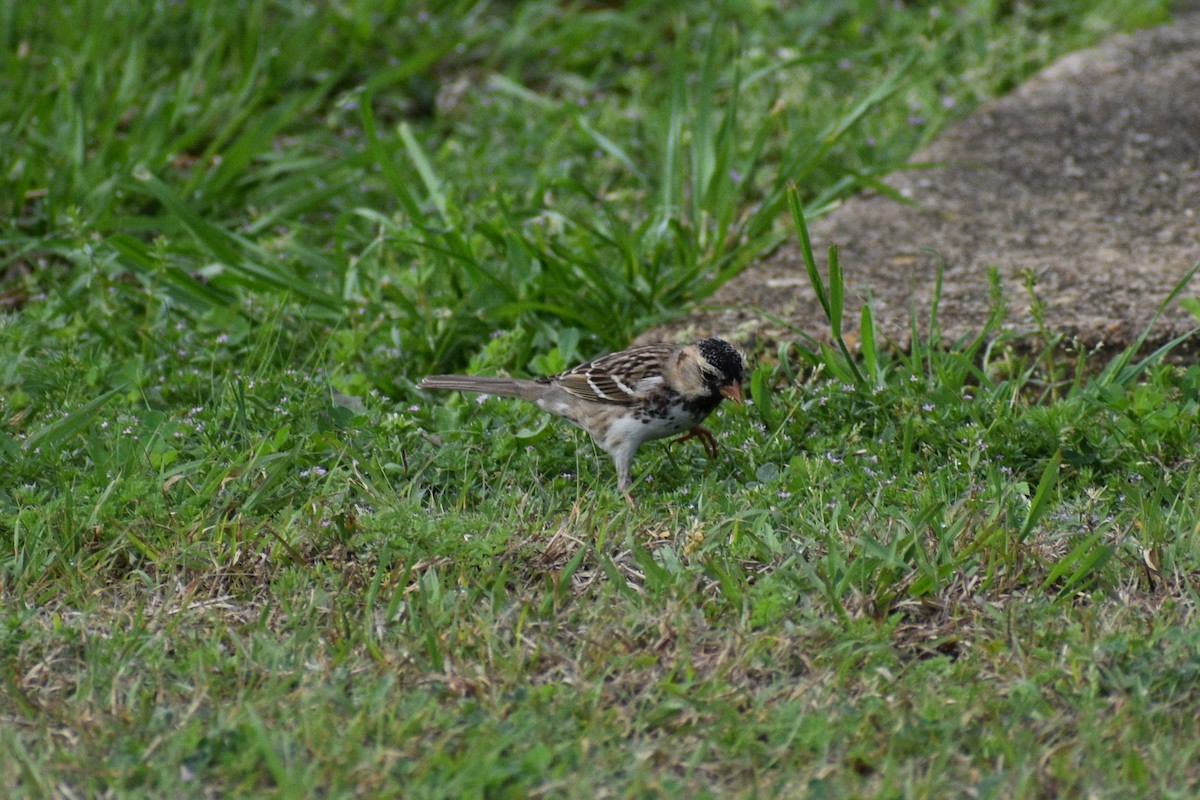 Harris's Sparrow - ML615998687