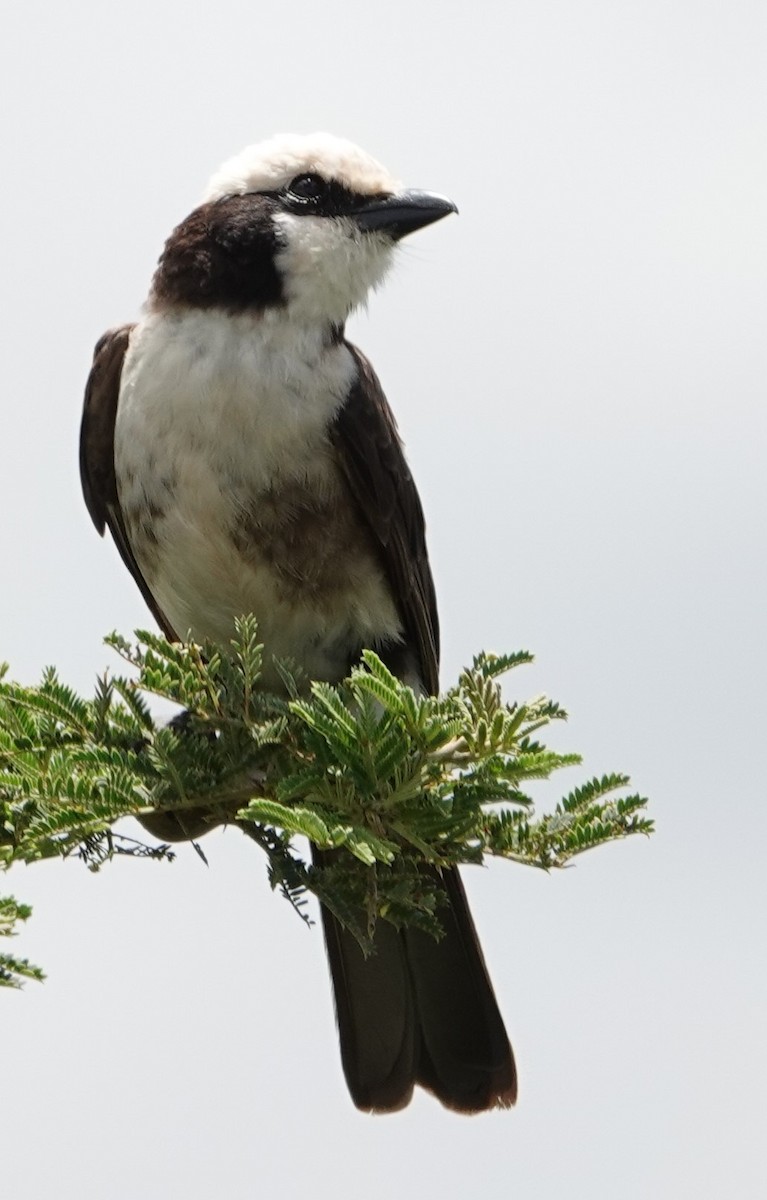 White-rumped Shrike - ML615998692