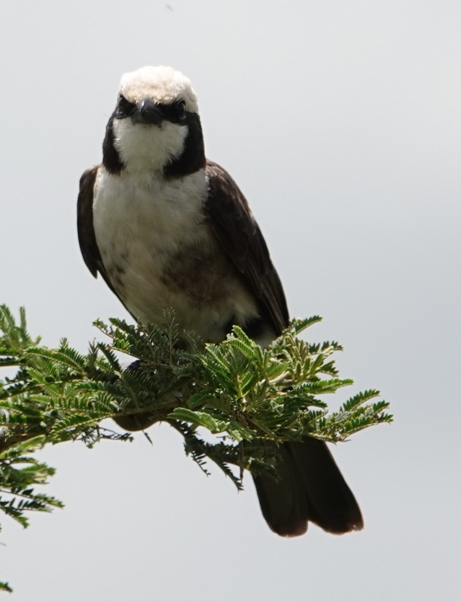 White-rumped Shrike - ML615998693