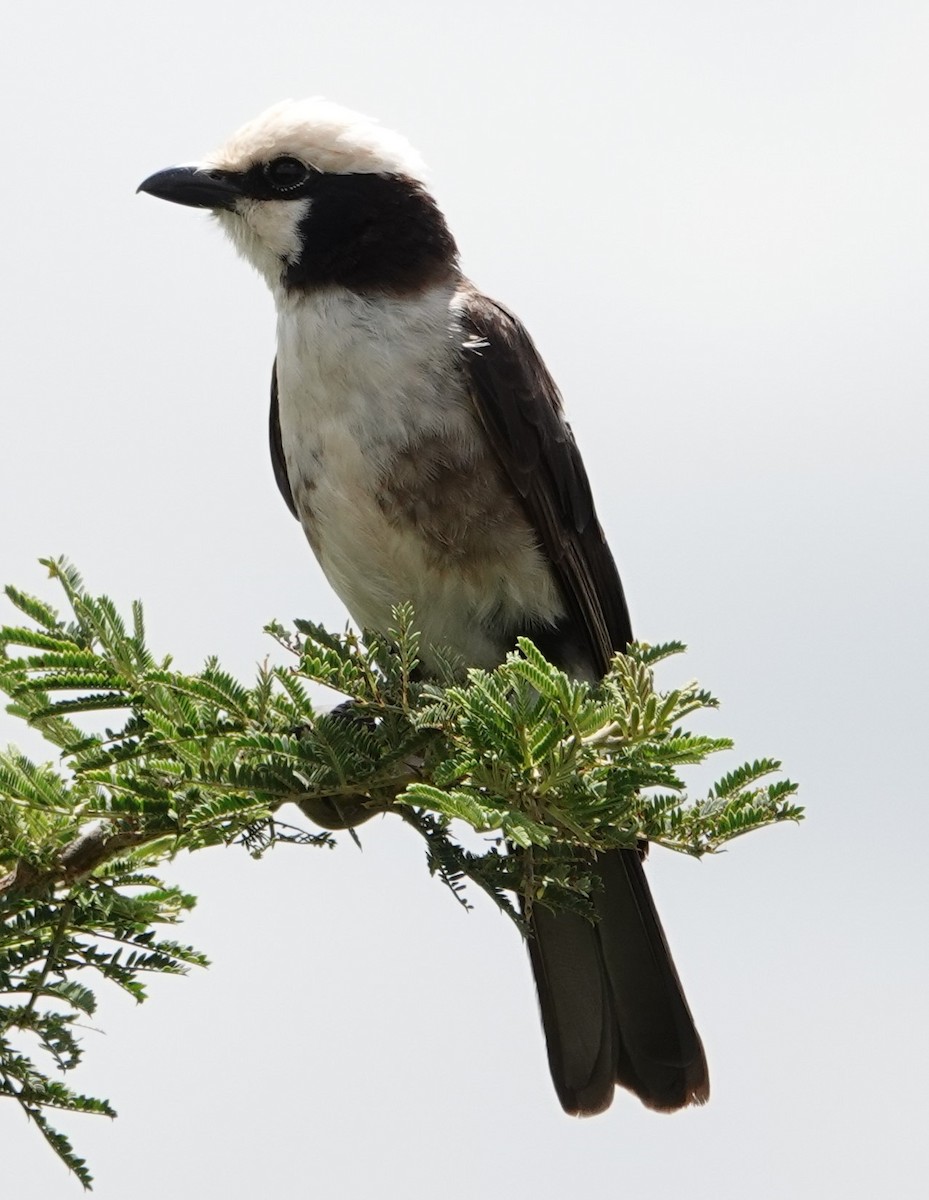 White-rumped Shrike - Olivia Millard