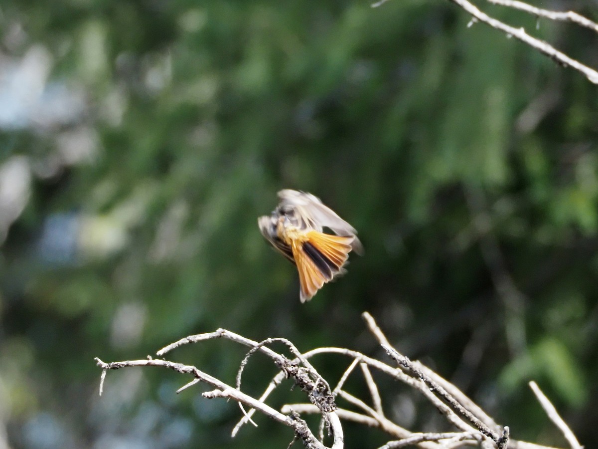 Rufous-backed Redstart - Dmitriy Pashchenko