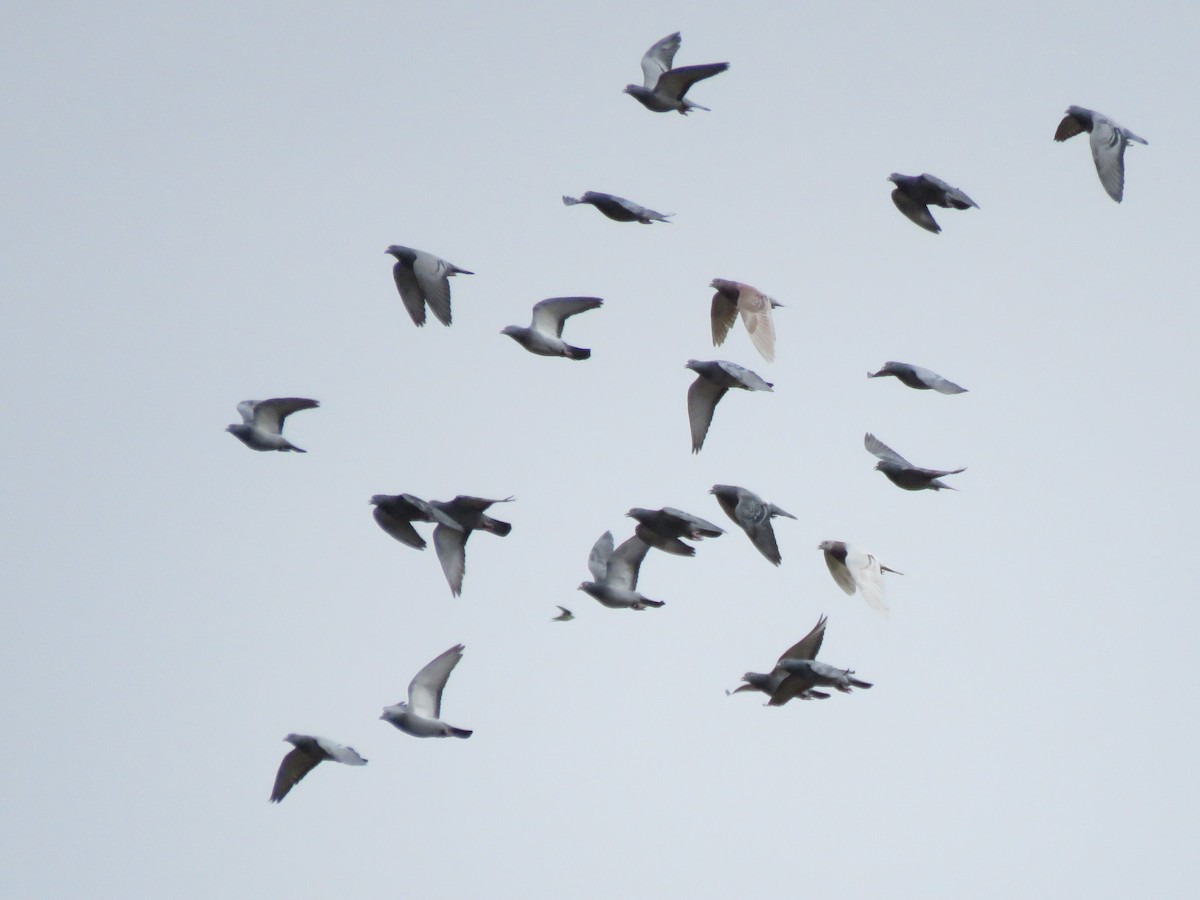 Rock Pigeon (Feral Pigeon) - ML615998710