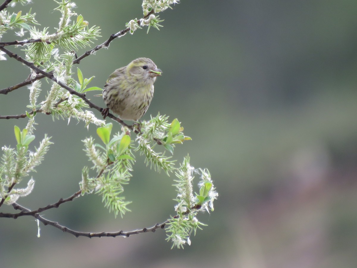 Eurasian Siskin - ML615998736