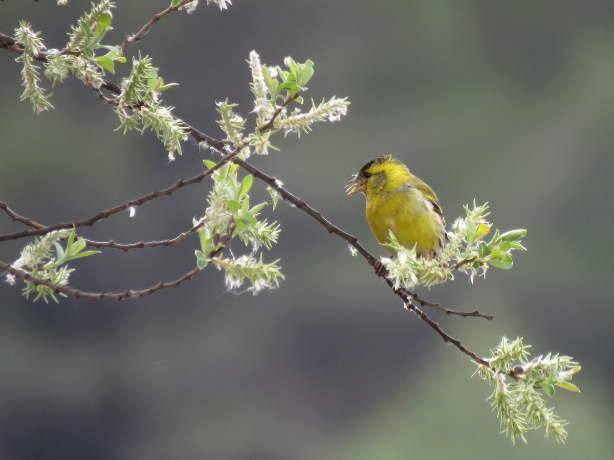 Eurasian Siskin - Pablo Santonja