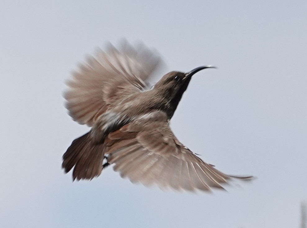 Scarlet-chested Sunbird - ML615998759