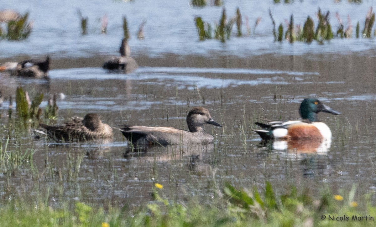 Gadwall - ML615998798