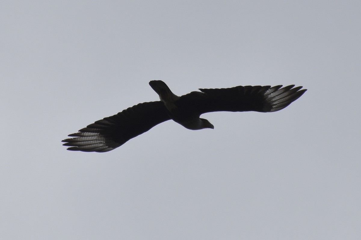 Crested Caracara - ML615998824