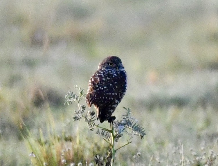 Burrowing Owl - Ana Arauz