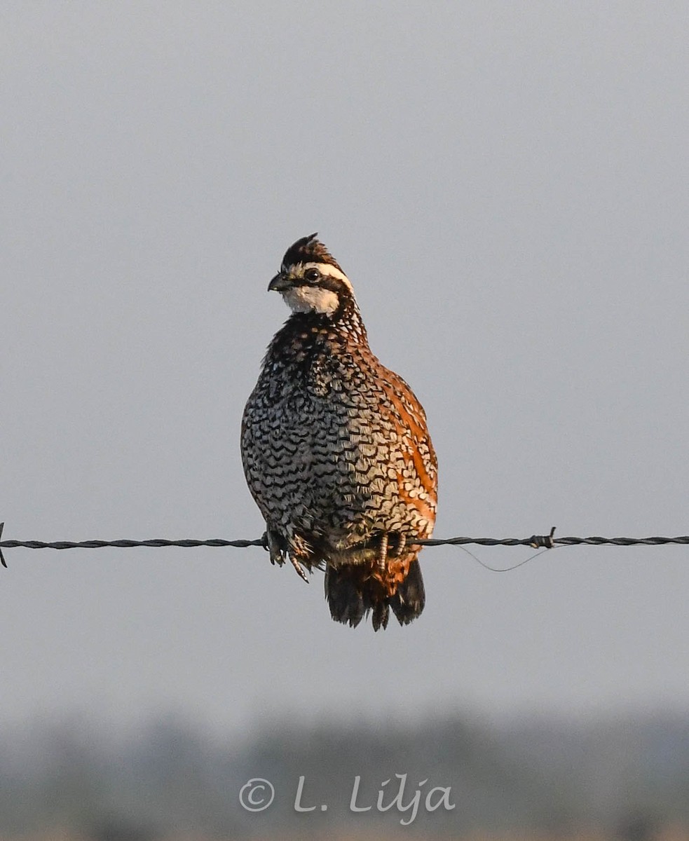 Northern Bobwhite - ML615998846