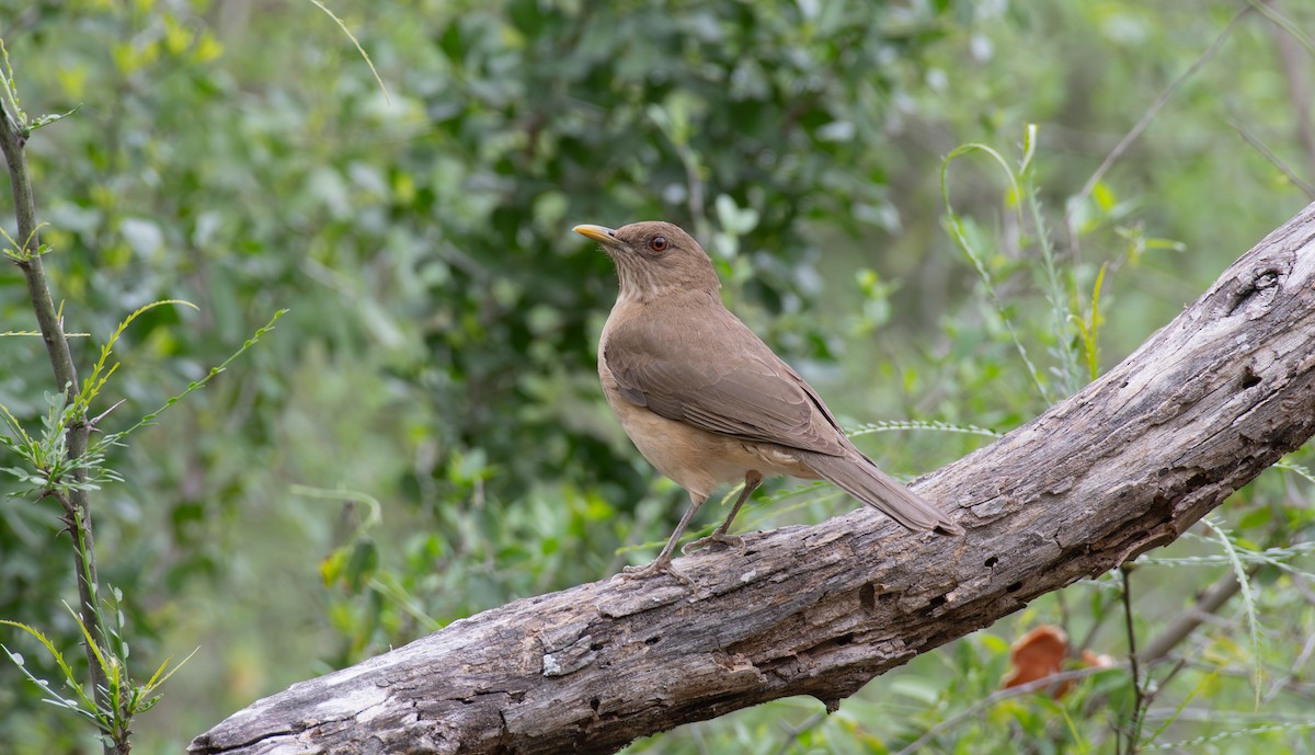 Clay-colored Thrush - Simon Kiacz