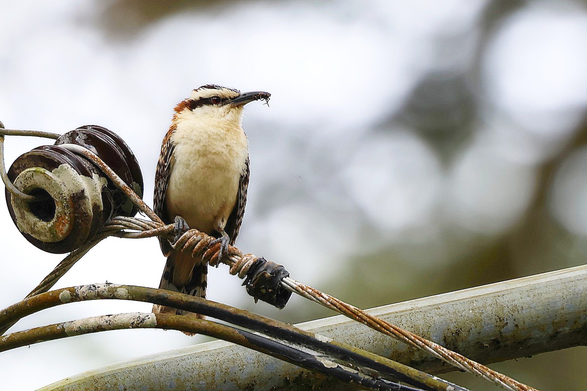 Rufous-naped Wren (Rufous-backed) - ML615998949