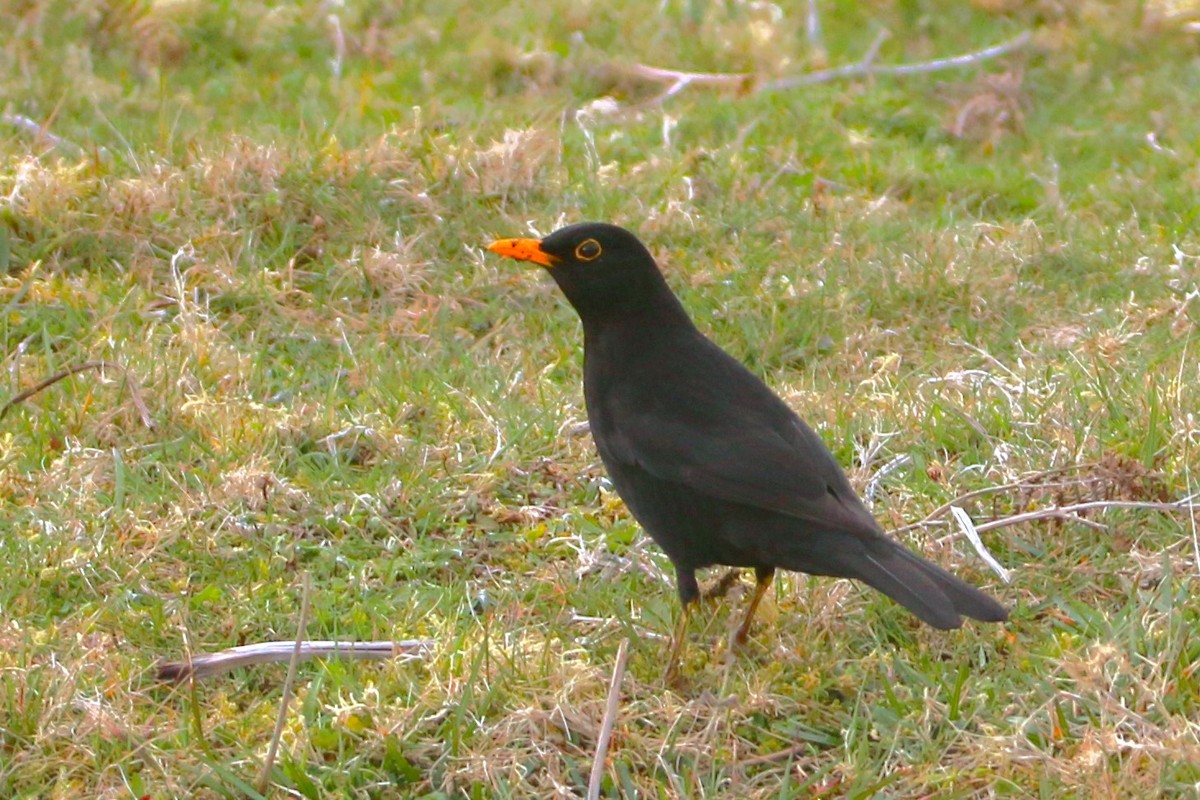 Eurasian Blackbird - ML615998962