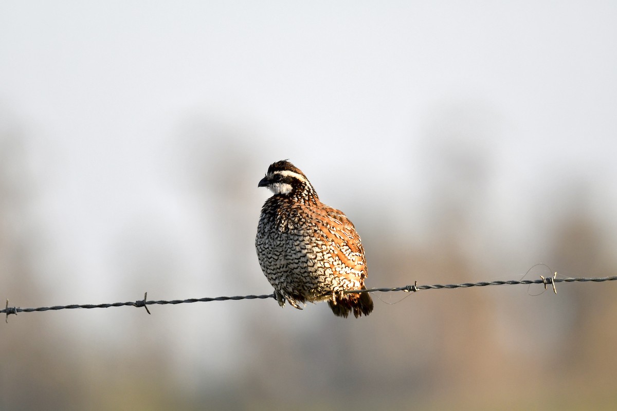 Northern Bobwhite - ML615998966