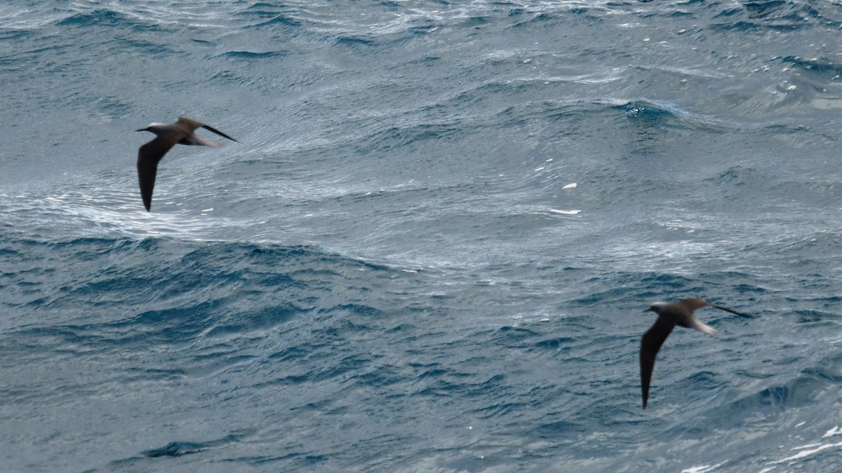 Black Noddy (melanogenys) - ML615998982