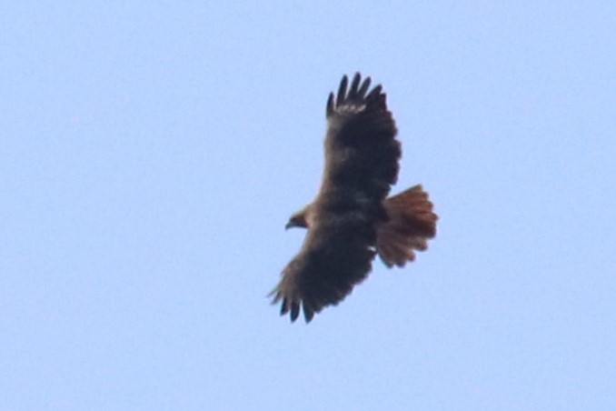 Red-tailed Hawk - ML615998994