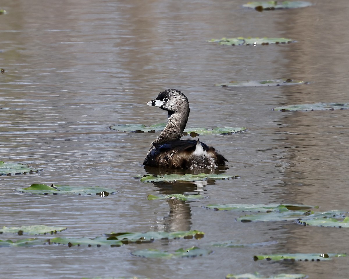 Pied-billed Grebe - ML615999006