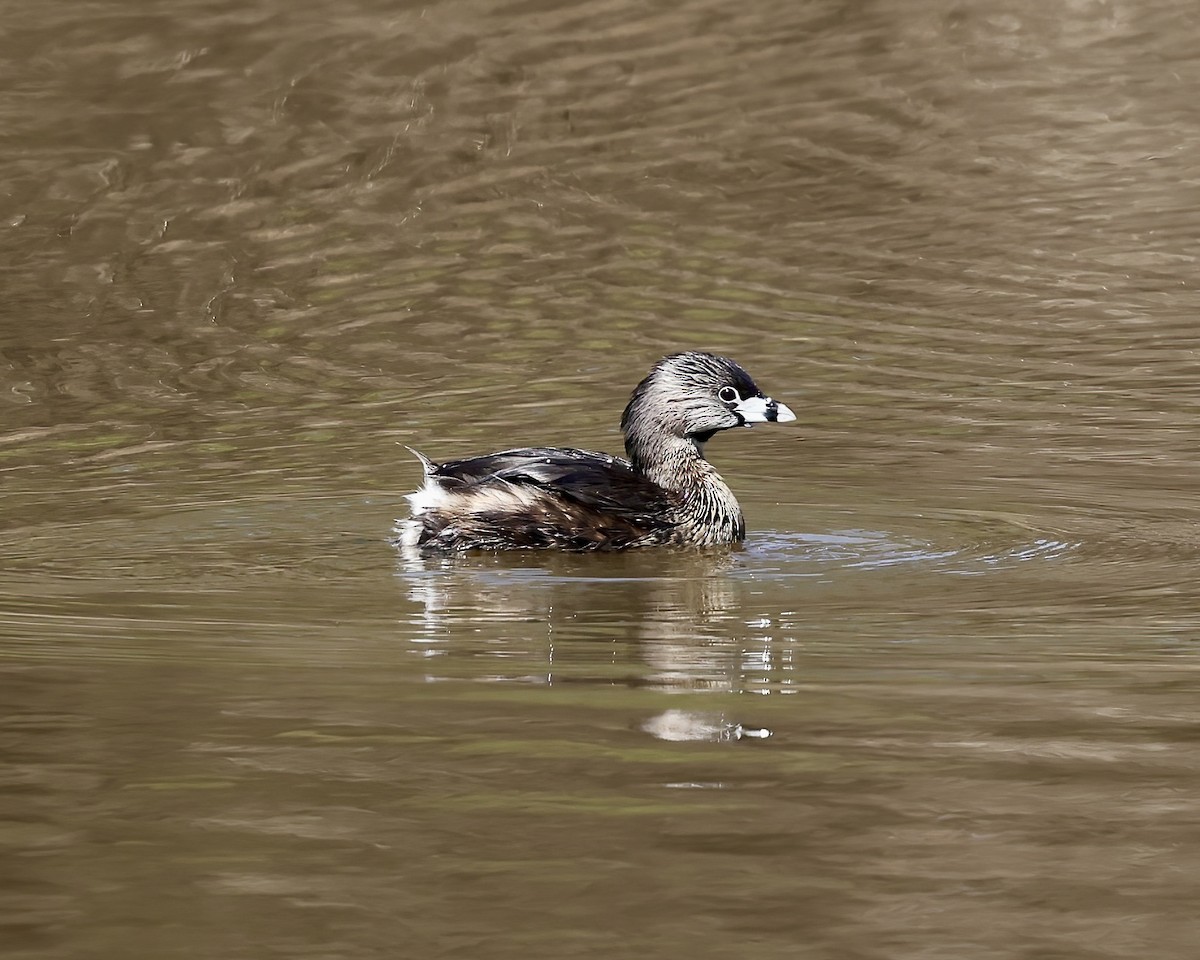 Pied-billed Grebe - ML615999007