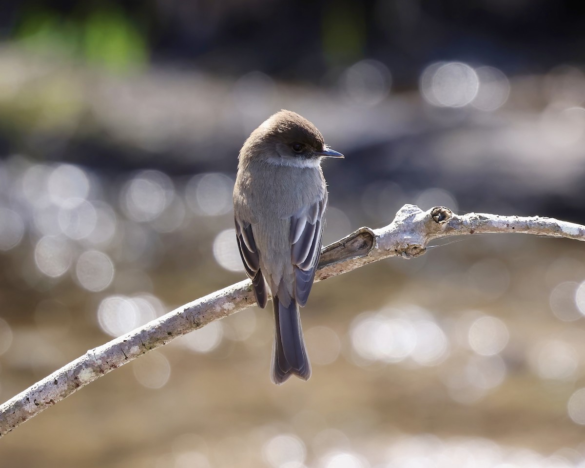 Eastern Phoebe - ML615999015