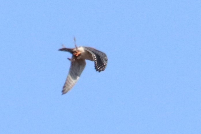 American Kestrel - ML615999016