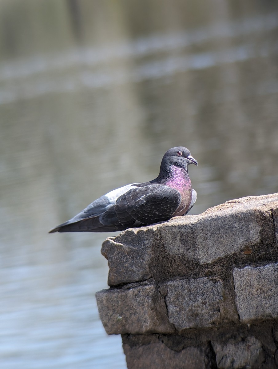 Rock Pigeon (Feral Pigeon) - ML615999020