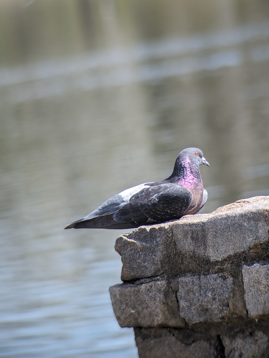 Rock Pigeon (Feral Pigeon) - ML615999021