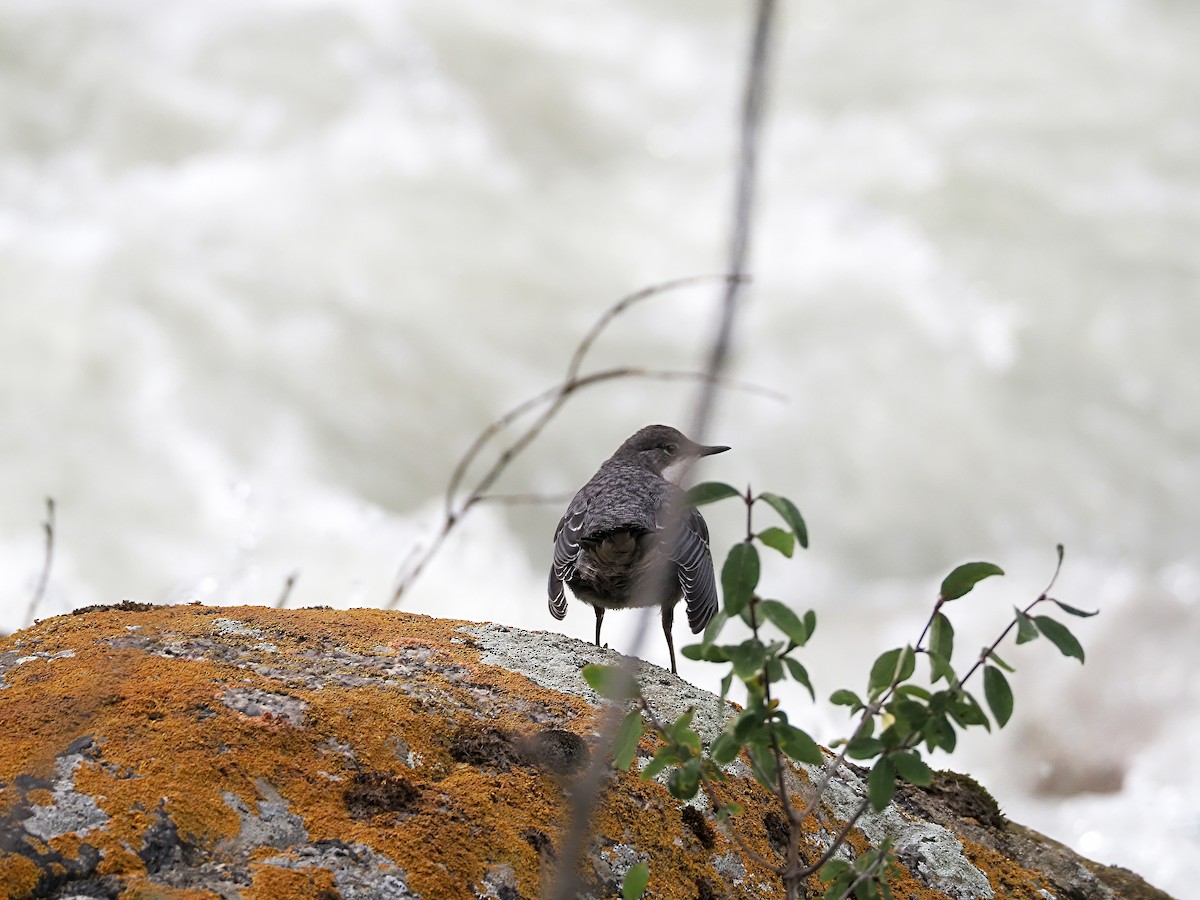 White-throated Dipper - Dmitriy Pashchenko