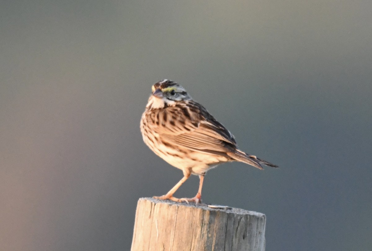 Savannah Sparrow - ML615999057