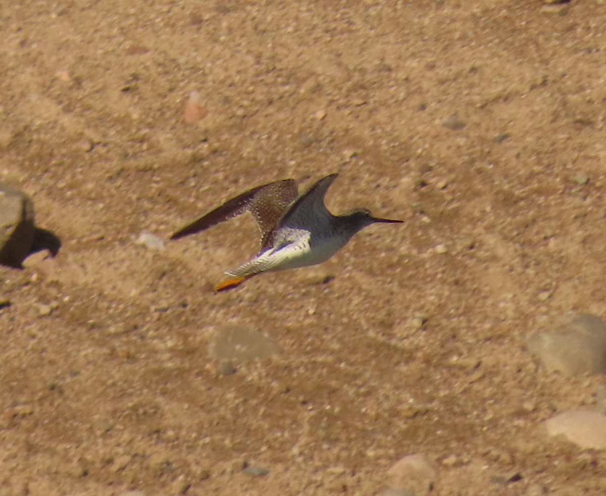 Greater Yellowlegs - ML615999061