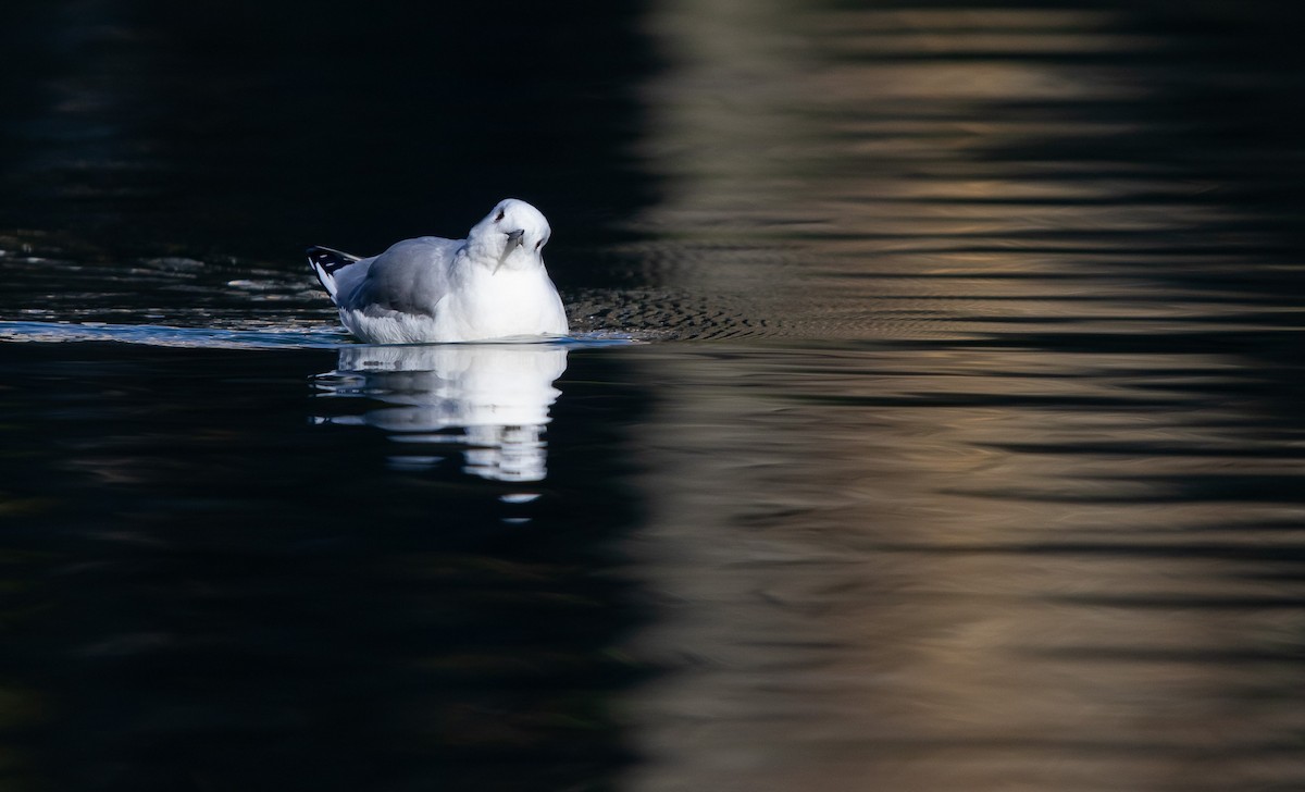 Gaviota de Bonaparte - ML615999073