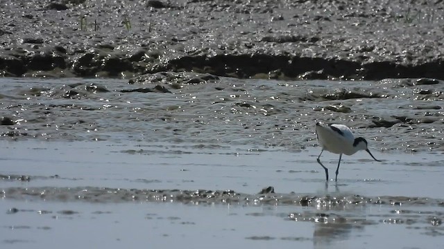 Avocette élégante - ML615999087