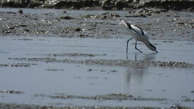 Avocette élégante - ML615999115