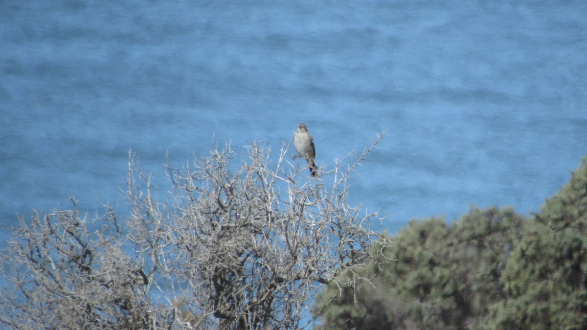 Carbonated Sierra Finch - ML615999139