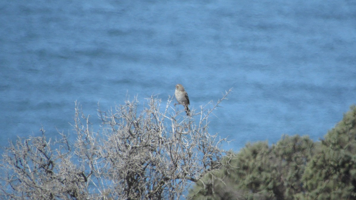 Carbonated Sierra Finch - ML615999140