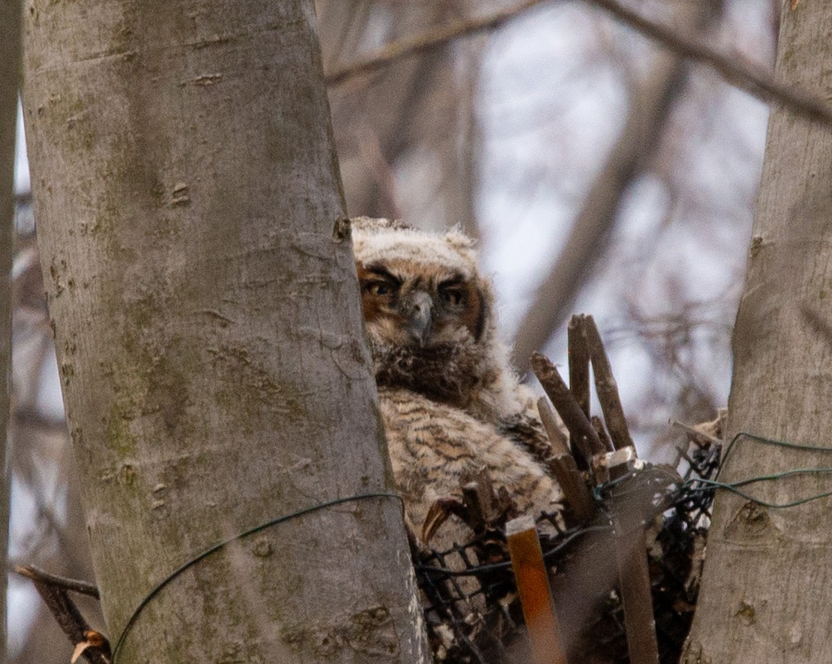 výr virginský - ML615999165