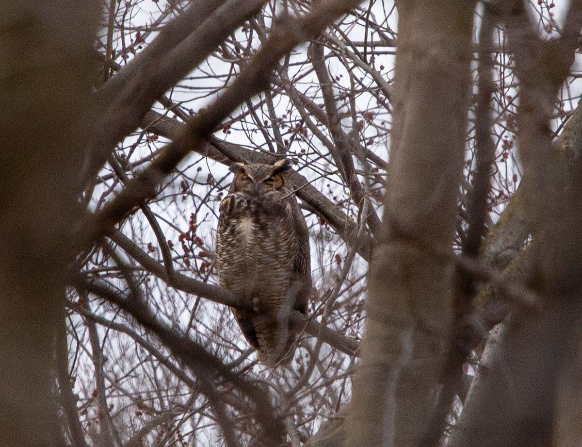 výr virginský - ML615999166