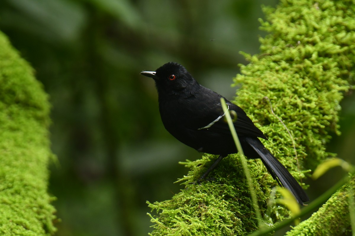 White-shouldered Fire-eye - ML615999185