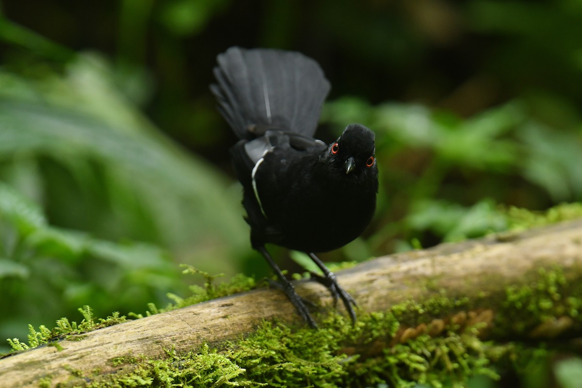 White-shouldered Fire-eye - ML615999186