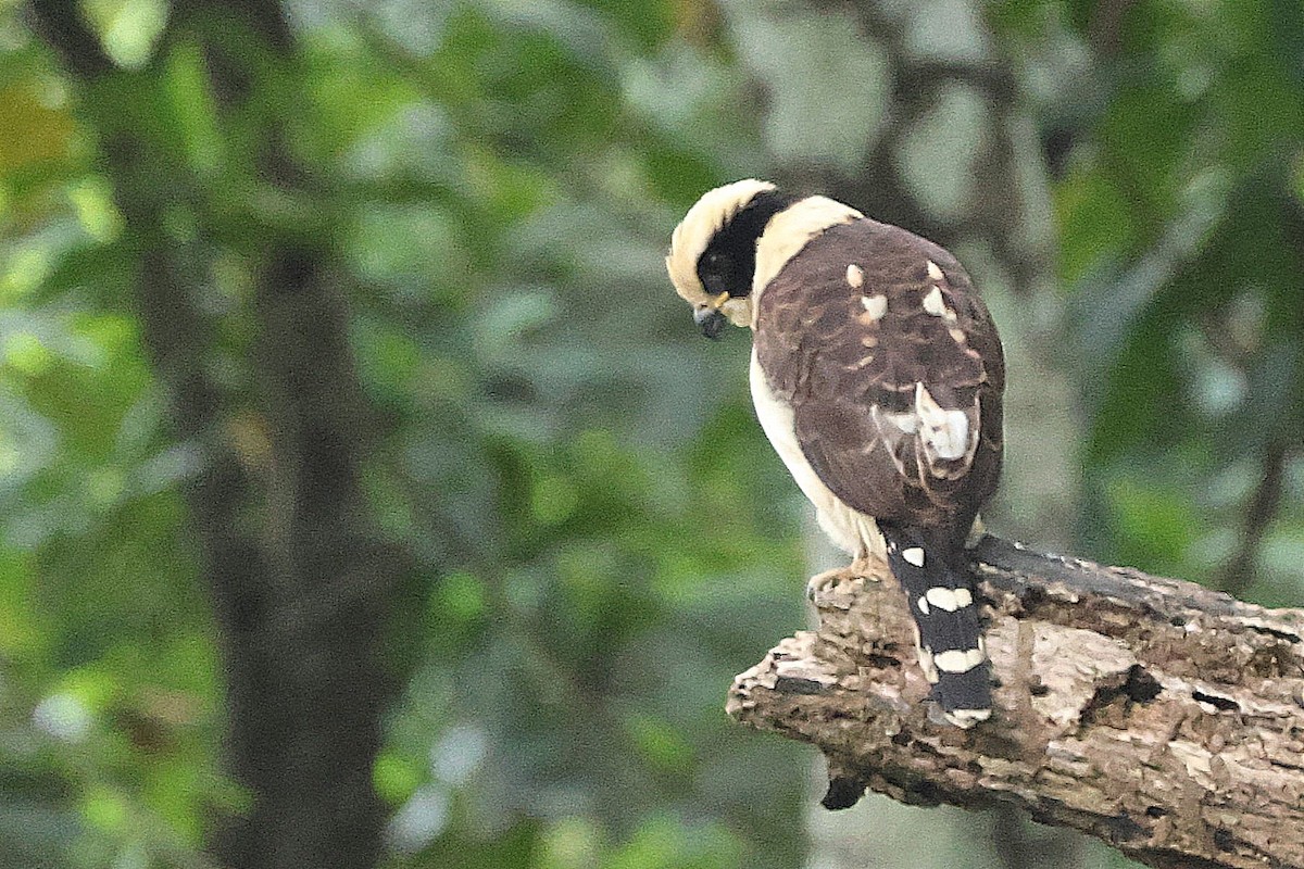 Halcón Reidor - ML615999194